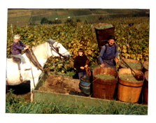 Charlotte la jument de l'ancienne écurie - Vignoble du Kaefferkopf