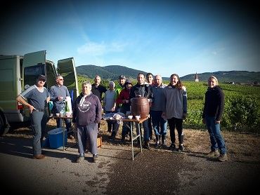 Vendanges vignoble alsacien Kaefferkopf