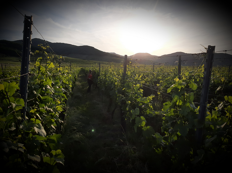 Vignoble Alsacien, domaine Eppele